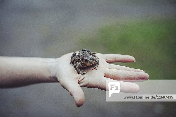 Abgeschnittenes Bild eines Hand haltenden Frosches