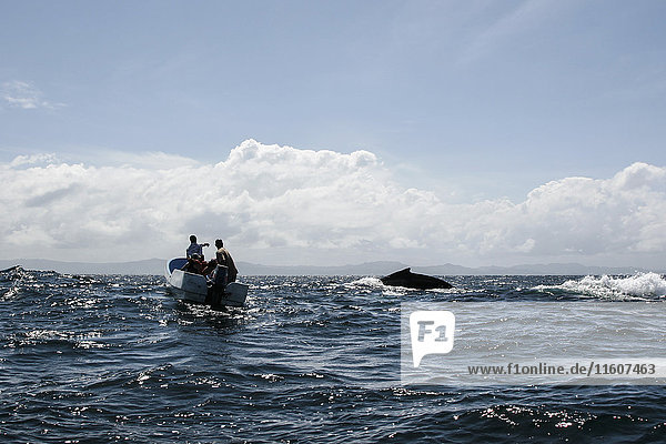 Männer im Boot beobachten Wale beim Schwimmen im Meer