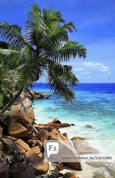 Palme mit Felsen,  Strand Anse Patates,  Insel La Digue,  Indischer Ozean,  Seychellen,  Afrika