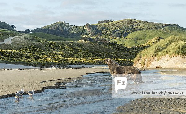 Neuseeländischer Seelöwe (Phocarctos hookeri)  erwachsenes Männchen läuft durch das Wasser  Sandfly Bay  Dunedin  Otago  Otago Peninsula  Southland  Neuseeland  Ozeanien