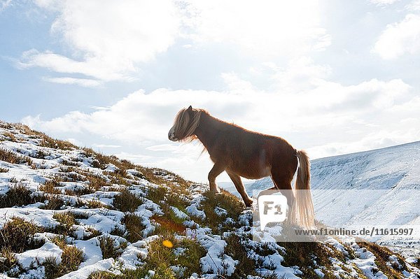 Welsh ponies forage on snowy slopes in The Brecon Beacons National Park  Wales  UK.