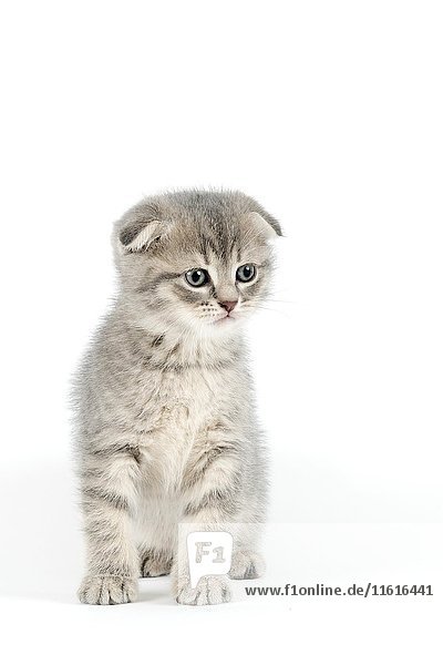 Scottish Fold (Felis silvestris catus)  Kitten Alter 6 Wochen  Farbe blau gestromt