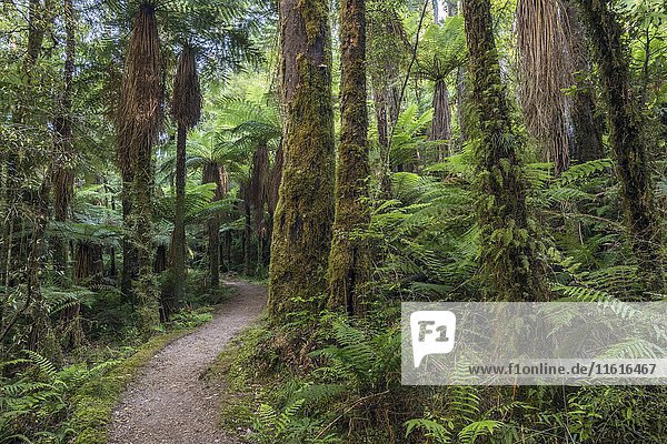 Wanderweg  verschiedene Farne im Regenwald  Baumfarne  Whirinaki Forest  Nordinsel  Neuseeland  Ozeanien