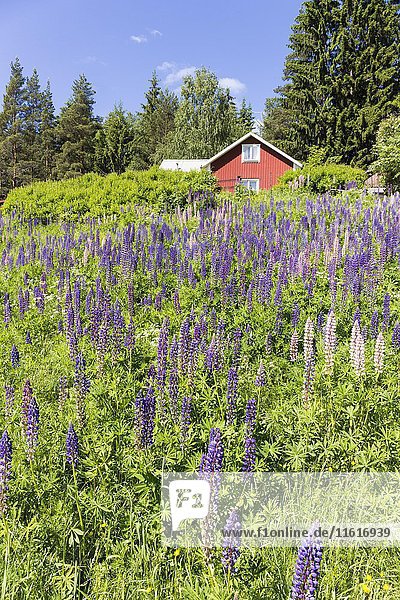 Wiese mit Lupinen (Lupinus)  hinten typisch rotes Haus  Värmland  Schweden  Europa