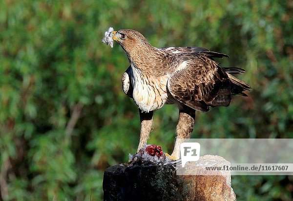 Female Bonelli's eagle (Aquila fasciata) with prey  Parque Nacional de Monfrague. Extremadura. Spain.
