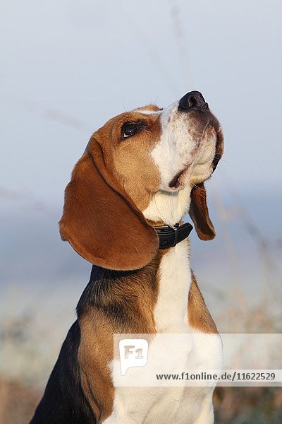 Portrait profile Beagle dog