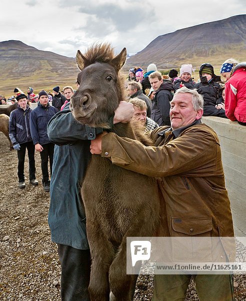 Annual Horse Round Up-Laufskalarett  Skagafjordur  Iceland.