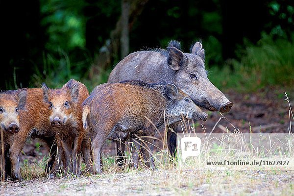 France  Haute Saone  Private park  Wild Boar (Sus scrofa)  sow with youngs.