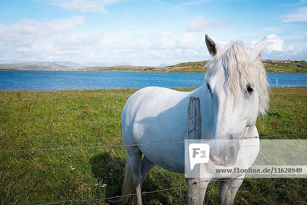 Connemara pony  in a field near Cleggan  Galway  Ireland.