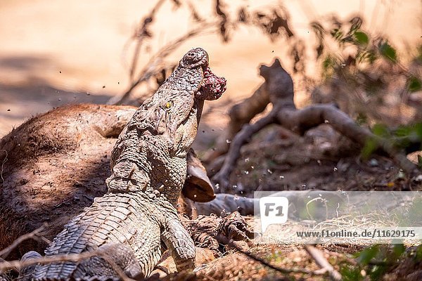 Sri Lanka  Yala national park  Carrion of a joung wild water buffalo or Asian buffalo (Bubalus arnee)  eaten by a Mugger Crocodile or Indian Marsh Crocodile (Crocodylus palustris) .