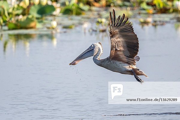 Sri Lanka  Yala national park  Spot-billed pelican or grey pelican (Pelecanus philippensis)  in flight.
