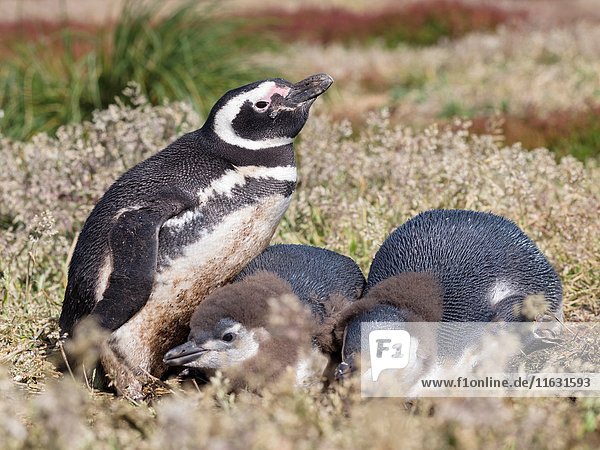 Magellanic Penguin (Spheniscus magellanicus)  at burrow with half grown chicks. South America  Falkland Islands  January.