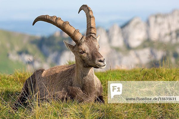 Alpine Ibex (Capra ibex)  adult male lying in mountain habitat  Niederhorn  Bernese Oberland  Switzerland.
