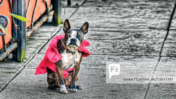 Wackelnder Hund in rosa Jacke auf dem Bürgersteig