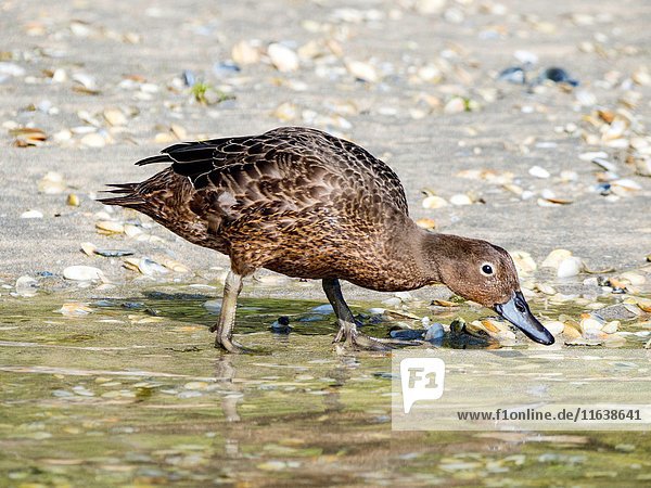 Adult brown teal  Anas chlorotis  swimming in Matapouri Estuary. Northland  New Zealand.
