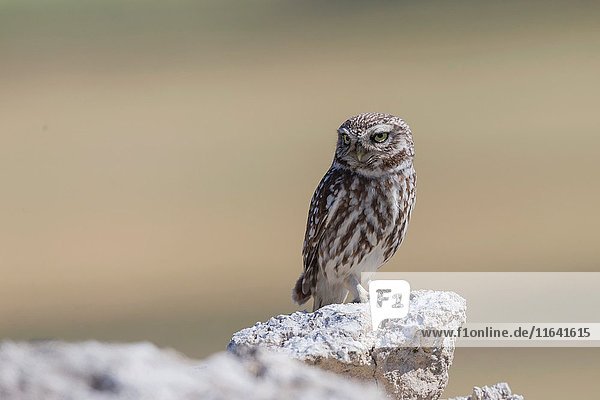 Europe  Spain  Catalonia  Little owl (Athene noctua)  A bird perched on pebbles in the middle of a field.