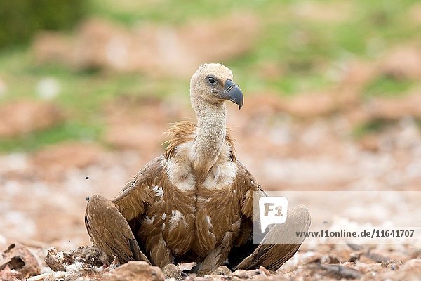 Europe  Spain  Catalonia  Lerida province  Boumort  Griffon vulture in the game reserve  feeding station.