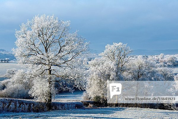 Frosty landscape  Powys  Wales  UK.