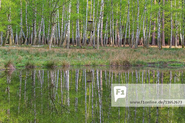 Birch forest with hunting blind is reflected in the pond  Spring  Hesse  Germany.