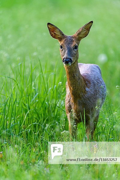 Roe Deer  Capreolus capreolus  Springtime  Germany  Europe.