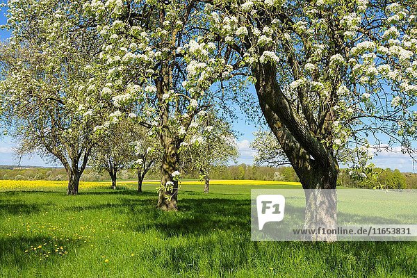 Blossoming pear trees in spring  Lichtel  Baden-Wurttemberg  Germany.