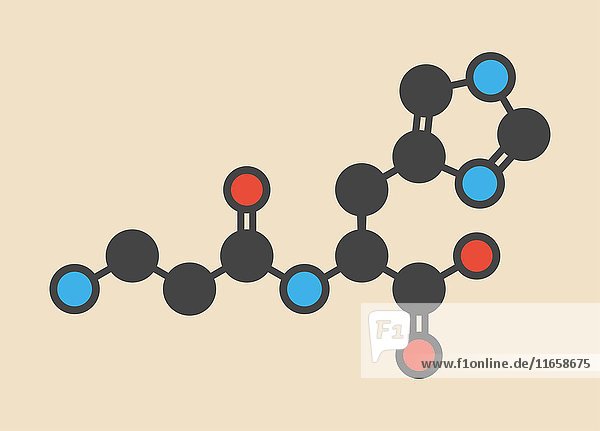 Carnosin (L-Carnosin) Nahrungsergänzungsmittel-Molekül. Stilisierte Skelettformel (chemische Struktur): Die Atome sind als farbcodierte Kreise dargestellt: Wasserstoff (verdeckt)  Kohlenstoff (grau)  Sauerstoff (rot)  Stickstoff (blau).