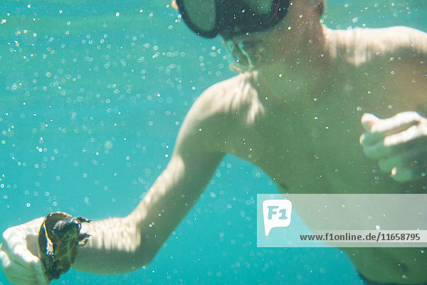 Unterwasseraufnahme eines Teenager-Jungen mit einer gewöhnlichen Schnappschildkröte  Econfina Creek  Youngstown  Florida  USA