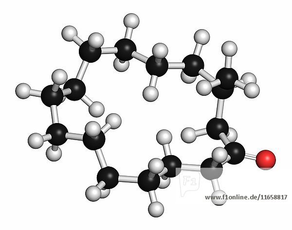 Geruchsmolekül von Moschus. Die Atome sind als Kugeln mit herkömmlicher Farbkodierung dargestellt: Wasserstoff (weiß)  Kohlenstoff (grau)  Sauerstoff (rot).