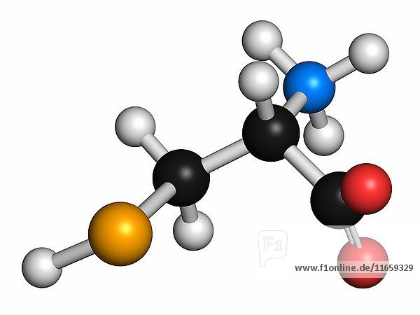 Selenocysteine (Sec  U) amino acid molecule. Called the 21st proteinogenic amino acid  present in selenoproteins. Atoms are represented as spheres with conventional colour coding: hydrogen (white)  carbon (grey)  oxygen (red)  nitrogen (blue)  selenium (orange).