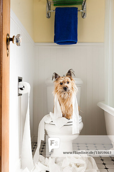 Porträt eines niedlichen Hundes in Toilettenpapier eingewickelt auf Toilettensitz