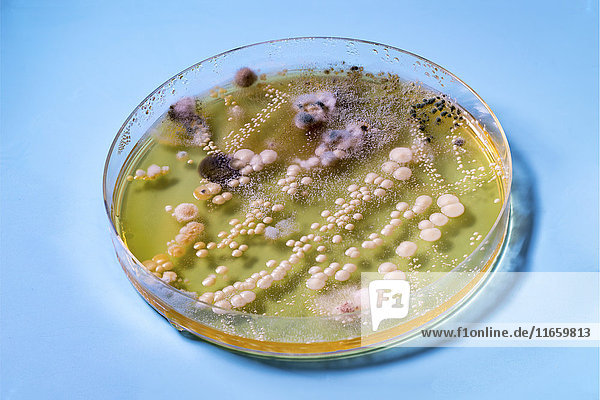 Petrischale mit Bakterien.