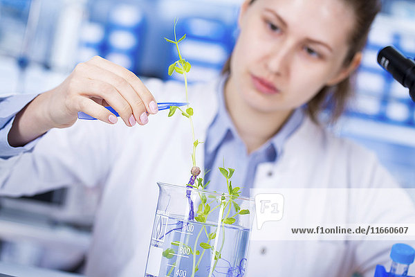 Wissenschaftlerin bei der Untersuchung einer Pflanze im Labor.