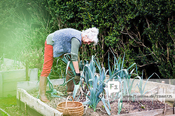 Reife Frau pflegt Lauch im Garten