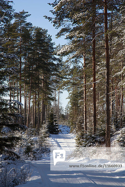 Ländliche schneebedeckte Straße durch den Wald