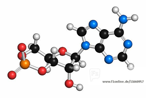 Zyklisches Adenosinmonophosphat (cAMP)  Molekül des zweiten Botenstoffs. Die Atome sind als Kugeln mit konventioneller Farbkodierung dargestellt: Wasserstoff (weiß)  Kohlenstoff (grau)  Sauerstoff (rot)  Stickstoff (blau)  Phosphor (orange).