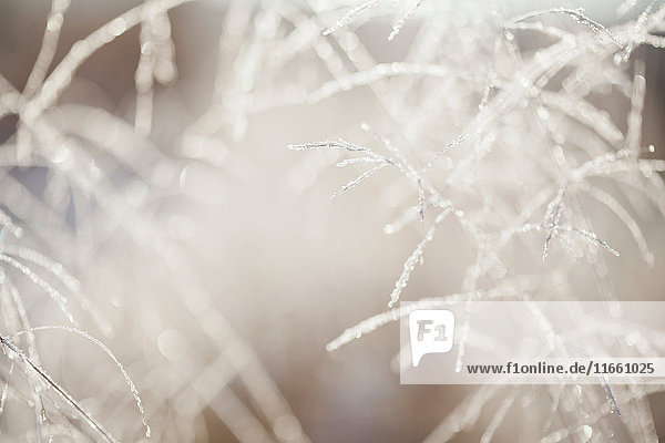Close up of backlit frost ice crystals on long grasses