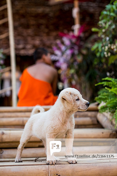 Cute stray dog looking from stairs Chiang Mai Thailand