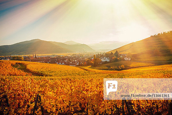 Feldlandschaft mit Sonnenstrahlen über herbstlich gefärbten Reben  Turckheim  Elsass  Frankreich