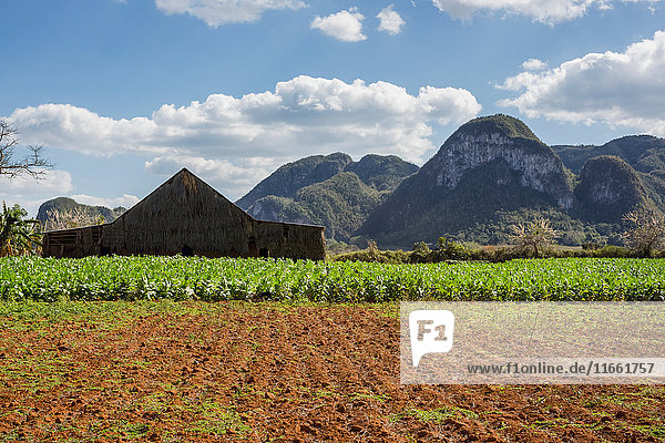 Agricultural field and farm building with mountain landscape Vinales Cuba
