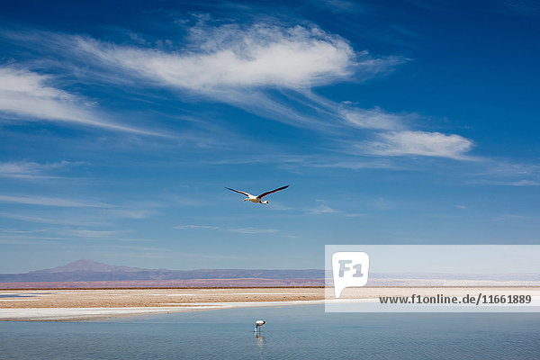 Bird flying over lake San Pedro de Atacama Chile