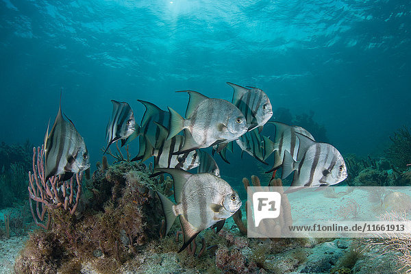 School of spadefish (chaetodipterus faber) by coral reef  Puerto Morelos  Mexico