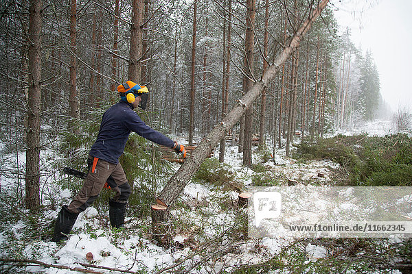Holzfäller Schubbaum  Tammela  Forssa  Finnland