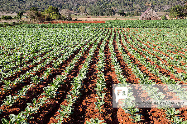 Rows of green coloured crop in agricultural landscape Vinales Cuba