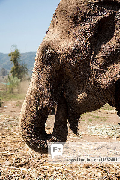Leiter der Elefantenstation im Tierheim  Chiang Mai  Thailand