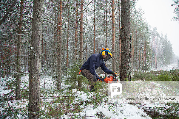 Holzfäller sägt Baum  Tammela  Forssa  Finnland
