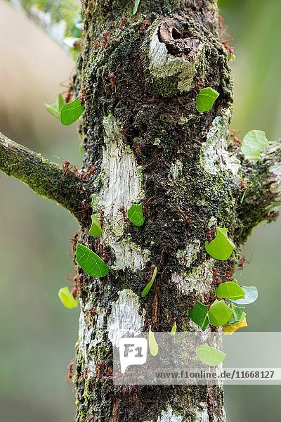 Leafcutter ants carry sections of leaves larger than their own bodies in order to cultivate fungus for food at their colony in the rain forest near La Selva Lodge near Coca  Ecuador.