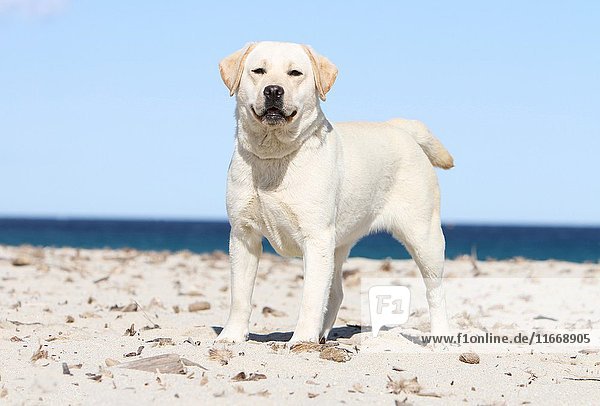 Dog Labrador Retriever