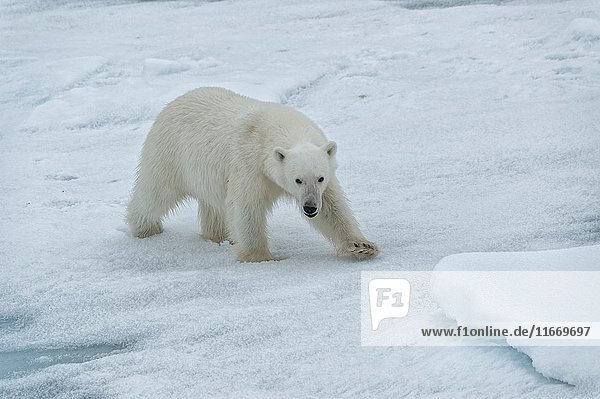 Female Polar bear (Ursus maritimus) walking on pack ice  Svalbard Archipelago  Barents Sea  Norway  Arctic  Europe.