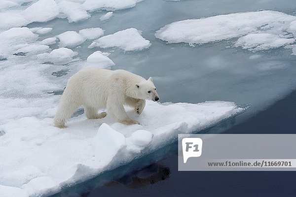 Female Polar bear (Ursus maritimus) at the edge of pack ice  Svalbard Archipelago  Barents Sea  Norway  Arctic  Europe.