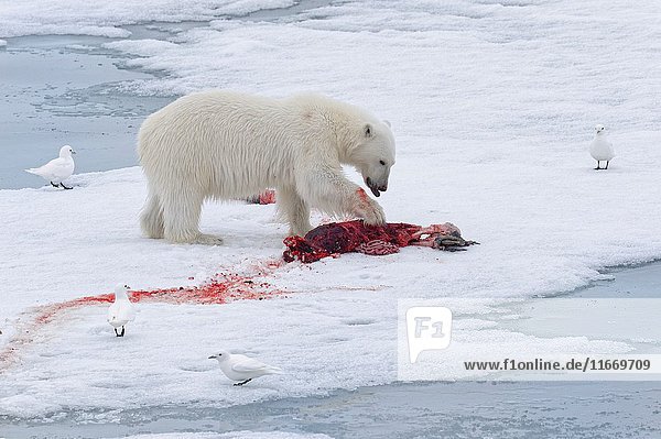 Female Polar bear (Ursus maritimus) with prey on pack ice  Svalbard Archipelago  Barents Sea  Norway  Arctic  Europe.